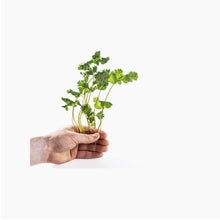 Load image into Gallery viewer, Slimmer Mechanical Griddle